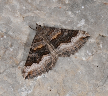 Scotopteryx coelinaria