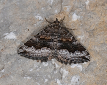 Scotopteryx coelinaria