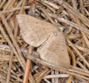 Scotopteryx luridata