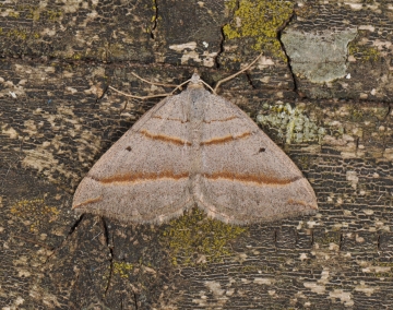 Scoptopteryx mucronata