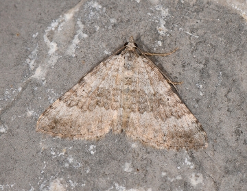 Scotopteryx octodurensis