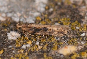 Scrobipalpa ocellatella