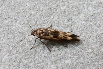 Scythris limbella