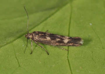 Scythris limbella