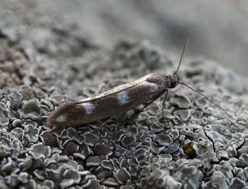 Scythris scopolella