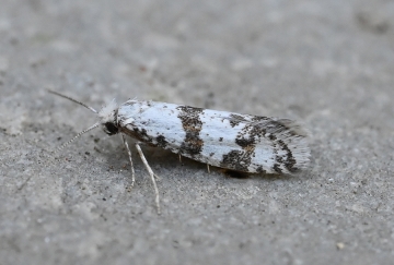 Scythropia crataegella