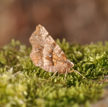Selenia dentaria