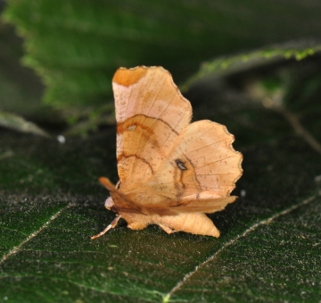 Selenia lunularia