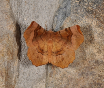 Selenia tetralunaria