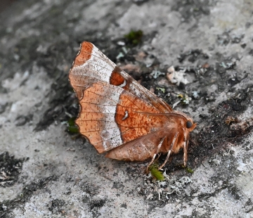 Selenia tetralunaria