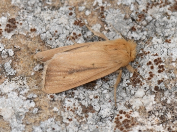 Sesamia nonagrioides