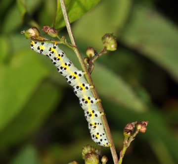 Shargacucullia caninae