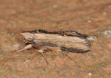 Shargacucullia scrophulariae
