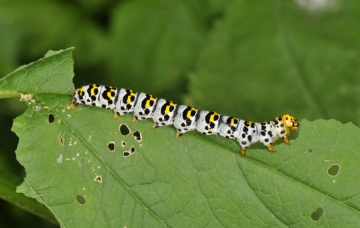 Shargacucullia verbasci