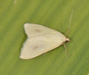 Sitochroa palealis