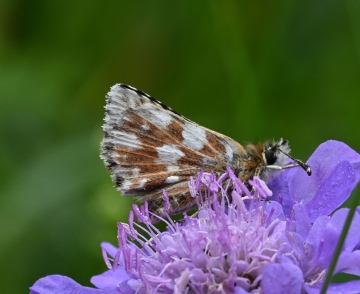 Spialia sertorius
