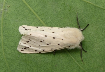 Spilosoma lubricipeda