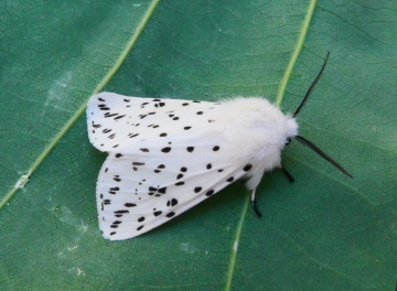 Spilosoma lubricipeda