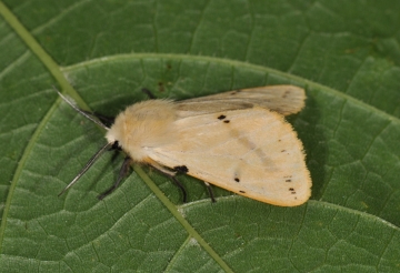 Spilosoma lutea