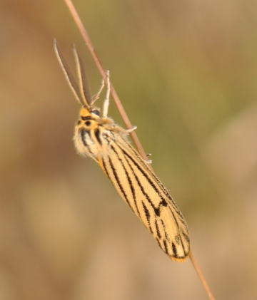 Spiris striata