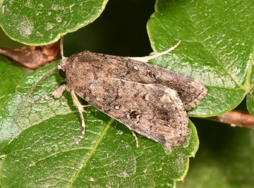 Spodoptera cilium