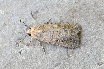 Spodoptera exigua