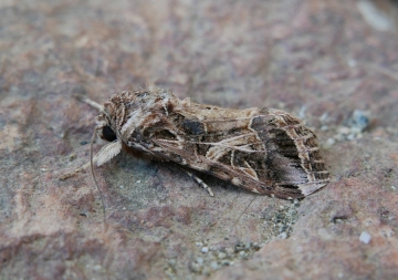 Spodoptera littoralis