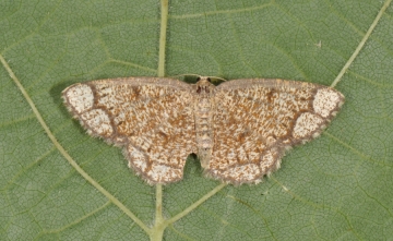 Stegania cararia