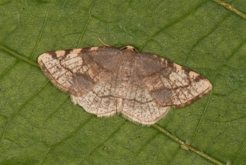 Stegania trimaculata