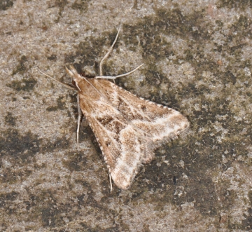 Stemmatophora borgialis