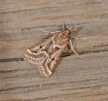 Stemmatophora borgialis