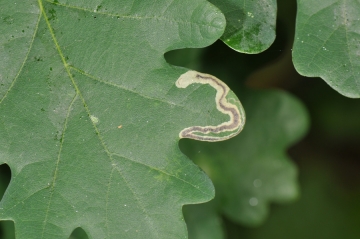 Stigmella atricapitella