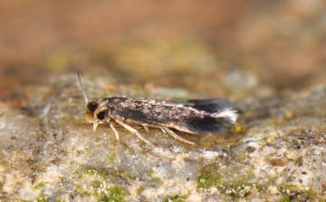 Stigmella samiatella