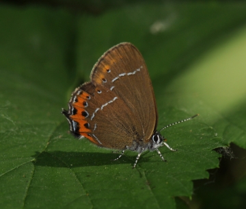 Satyrium pruni