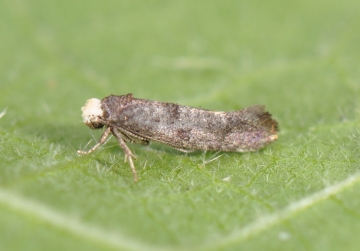 Swammerdamia pyrella