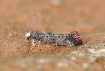 Swammerdamia pyrella