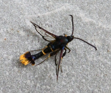 Synanthedon andrenaeformis