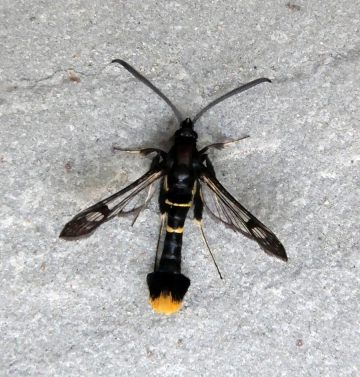 Synanthedon andrenaeformis