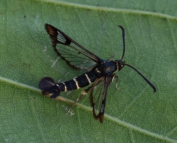 Synanthedon conopiformis