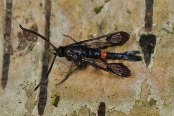 Synanthedon culiciformis