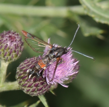 Synanthedon formicaeformis