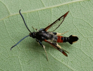 Synanthedon formicaeformis