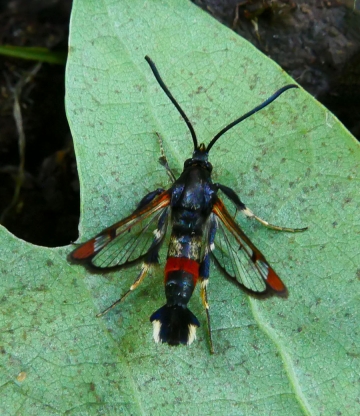 Synanthedon formicaeformis