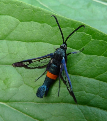 Synanthedon myopaeformis