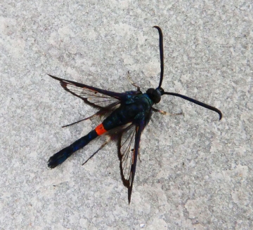 Synanthedon myopaeformis