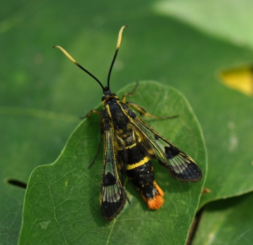 Synanthedon scoliaeformis