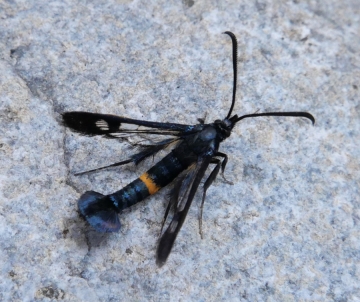 Synanthedon soffneri