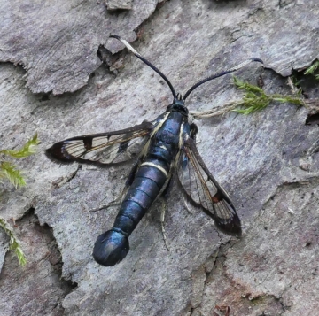 Synanthedon spheciformis