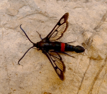 Synanthedon stomoxiformis