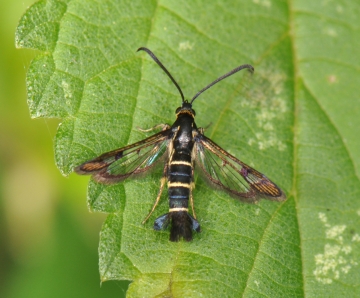 Synanthedon tipuliformis